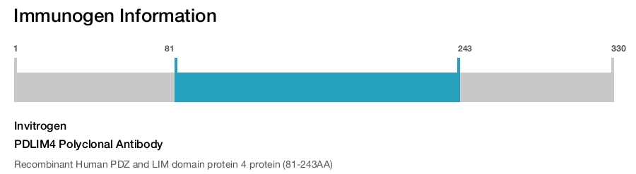 PDLIM4 Polyclonal Antibody