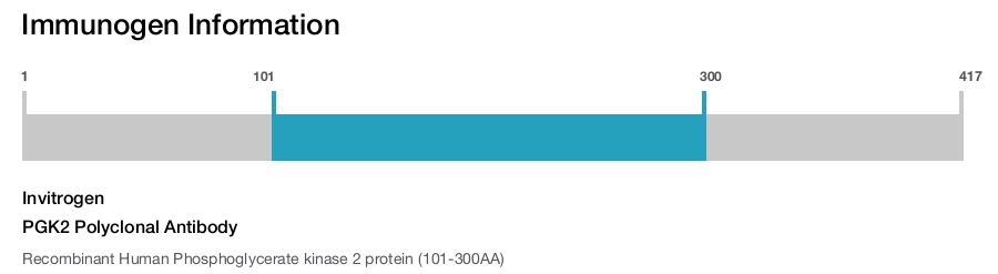 PGK2 Polyclonal Antibody