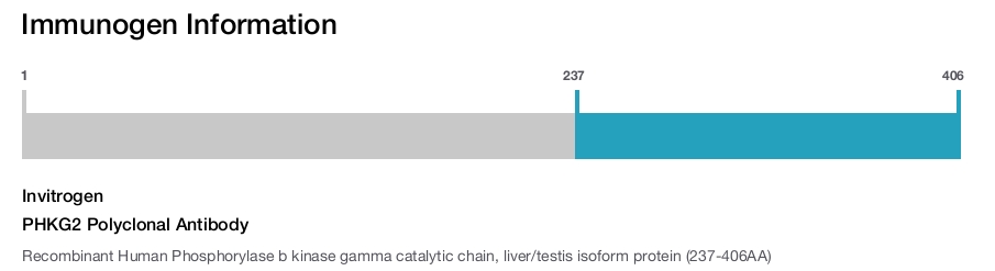 PHKG2 Polyclonal Antibody
