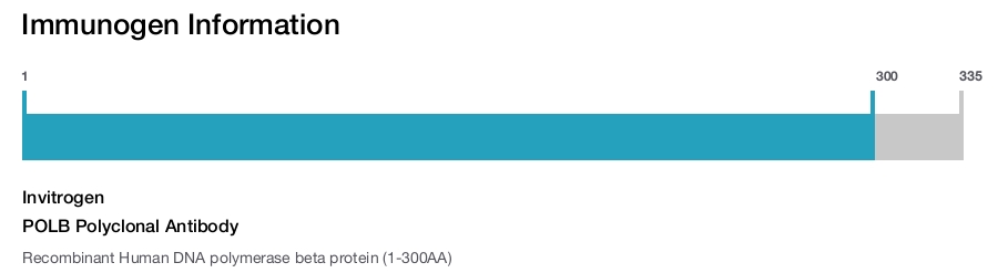 POLB Polyclonal Antibody