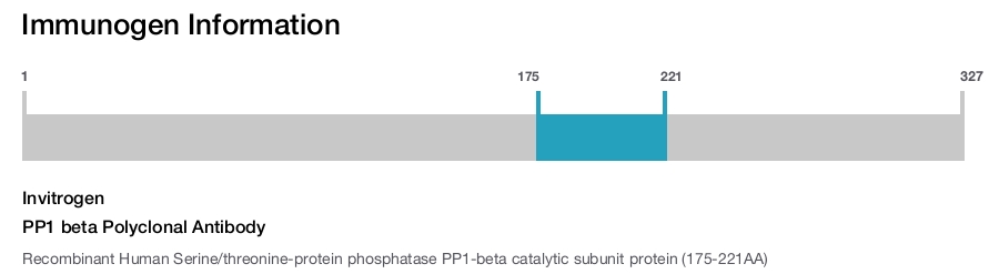 PP1 beta Polyclonal Antibody
