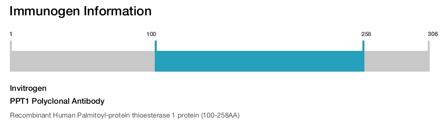 PPT1 Polyclonal Antibody
