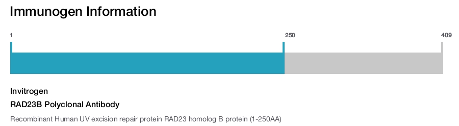 RAD23B Polyclonal Antibody