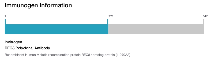 REC8 Polyclonal Antibody