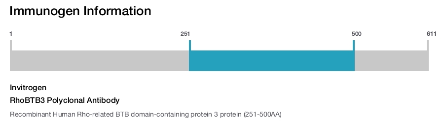 RhoBTB3 Polyclonal Antibody