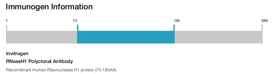RNaseH1 Polyclonal Antibody