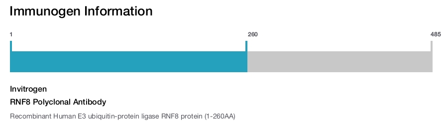RNF8 Polyclonal Antibody