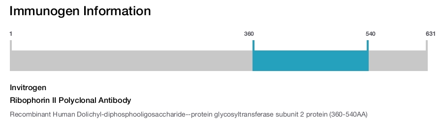 Ribophorin II Polyclonal Antibody
