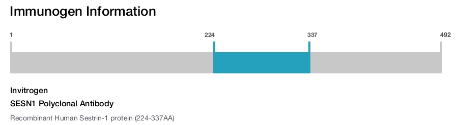 SESN1 Polyclonal Antibody