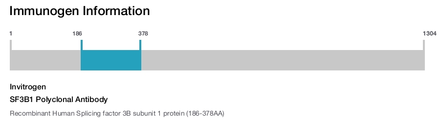 SF3B1 Polyclonal Antibody