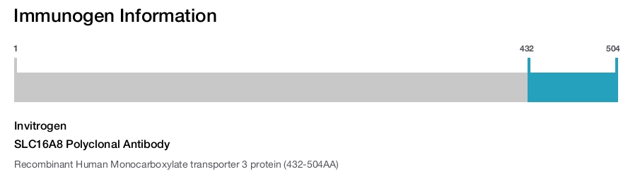 SLC16A8 Polyclonal Antibody