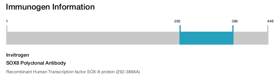 SOX8 Polyclonal Antibody