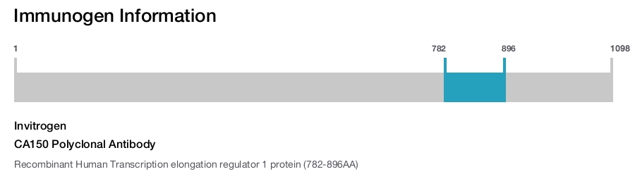 CA150 Polyclonal Antibody