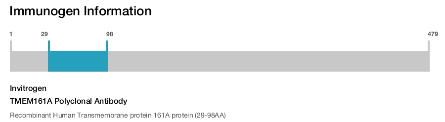 TMEM161A Polyclonal Antibody