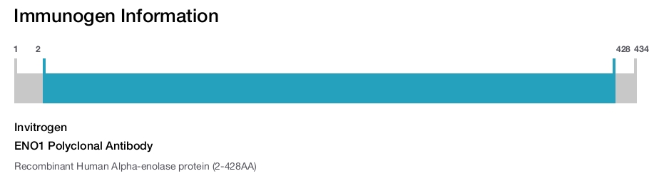 ENO1 Polyclonal Antibody