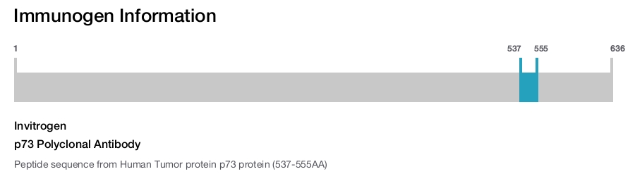 p73 Polyclonal Antibody