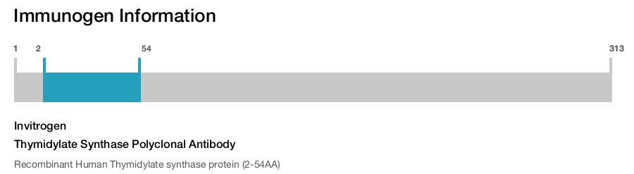 Thymidylate Synthase Polyclonal Antibody