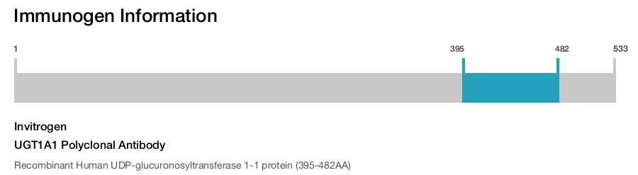 UGT1A1 Polyclonal Antibody