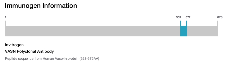 VASN Polyclonal Antibody