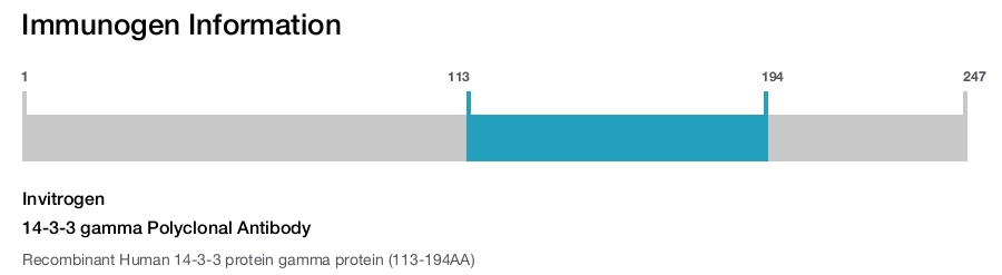 14-3-3 gamma Polyclonal Antibody