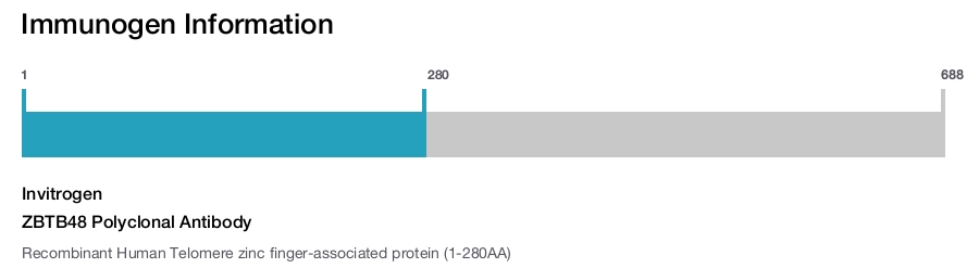ZBTB48 Polyclonal Antibody