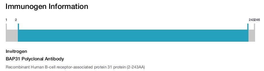 BAP31 Polyclonal Antibody