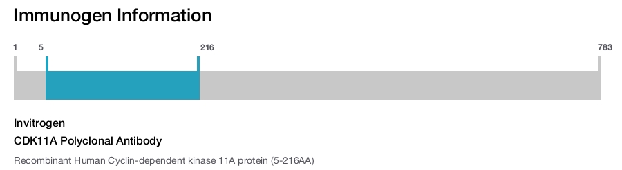 CDK11A Polyclonal Antibody