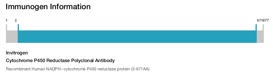 Cytochrome P450 Reductase Polyclonal Antibody