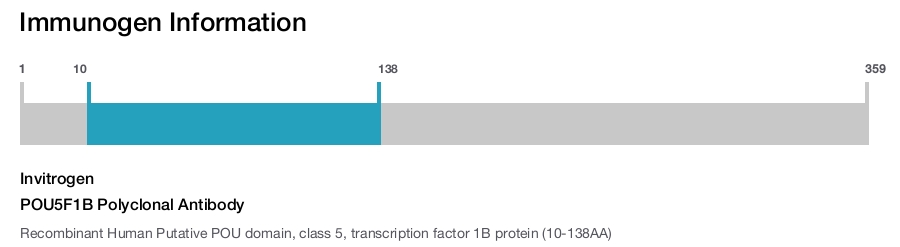 POU5F1B Polyclonal Antibody