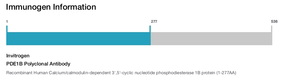 PDE1B Polyclonal Antibody