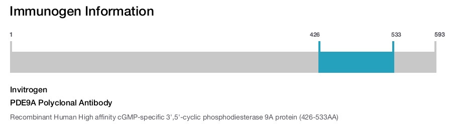 PDE9A Polyclonal Antibody