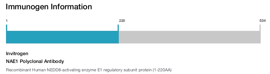 NAE1 Polyclonal Antibody
