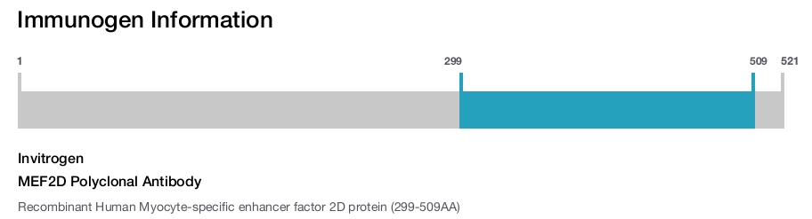 MEF2D Polyclonal Antibody