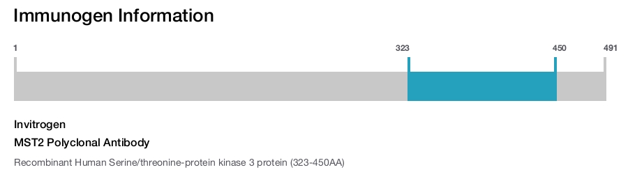 MST2 Polyclonal Antibody