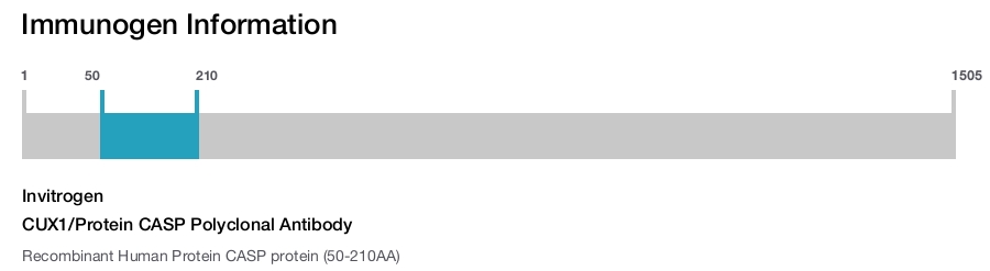 CUX1/Protein CASP Polyclonal Antibody