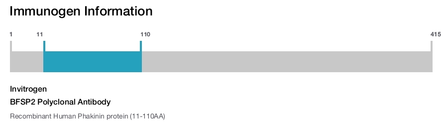 BFSP2 Polyclonal Antibody