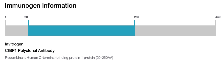 CtBP1 Polyclonal Antibody