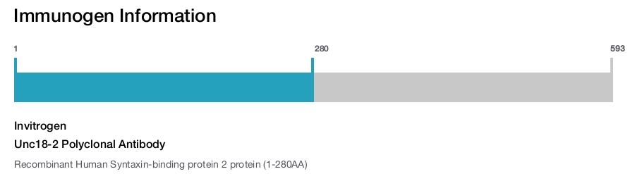 Unc18-2 Polyclonal Antibody