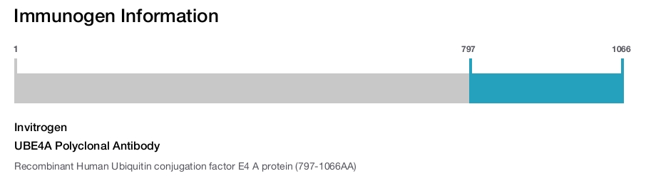 UBE4A Polyclonal Antibody