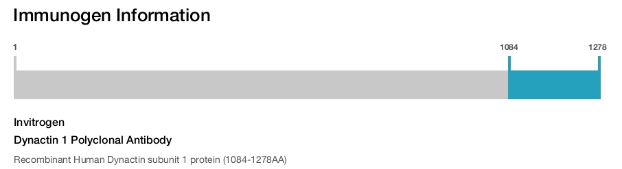 Dynactin 1 Polyclonal Antibody