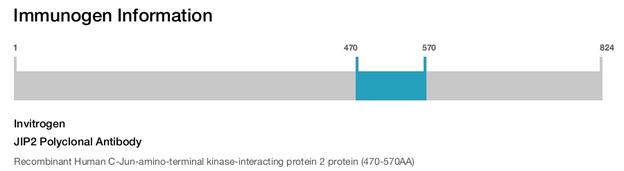 JIP2 Polyclonal Antibody