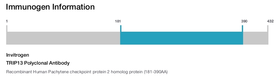 TRIP13 Polyclonal Antibody