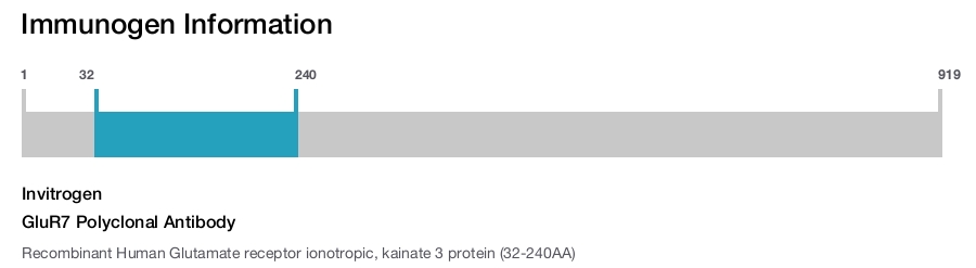 GluR7 Polyclonal Antibody