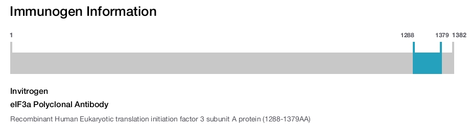 eIF3a Polyclonal Antibody
