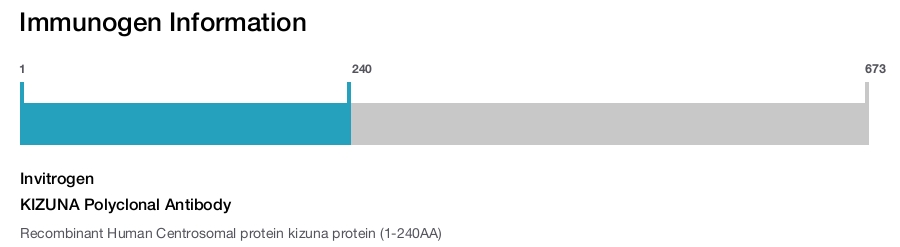 KIZUNA Polyclonal Antibody