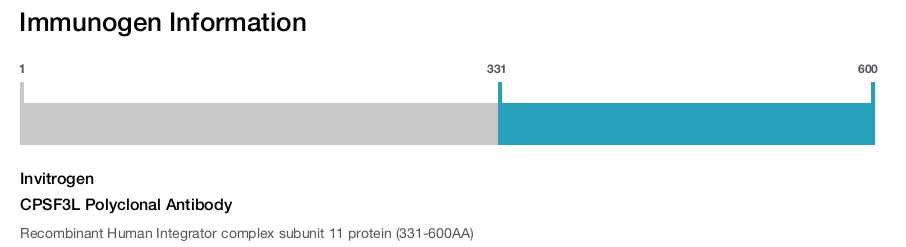 CPSF3L Polyclonal Antibody