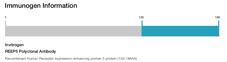 REEP5 Polyclonal Antibody