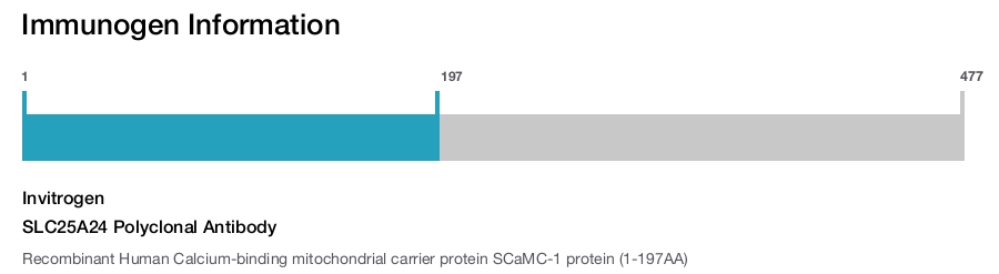 SLC25A24 Polyclonal Antibody