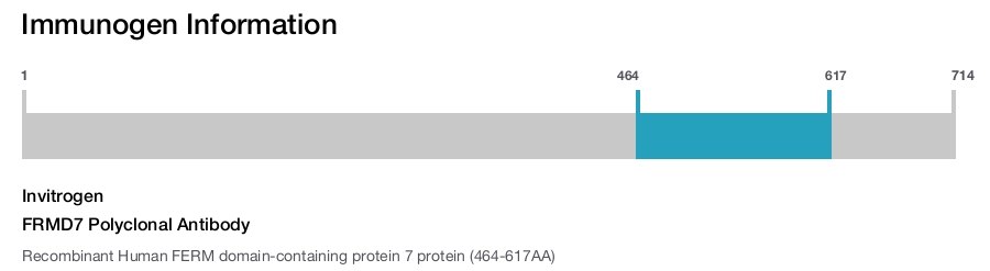 FRMD7 Polyclonal Antibody