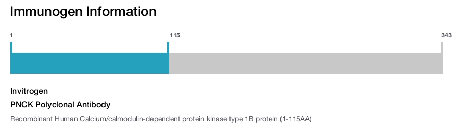 PNCK Polyclonal Antibody
